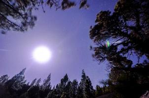 Beautiful view of the woods at night photo