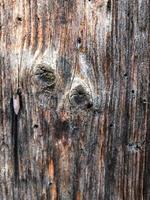 Tree trunk close-up photo