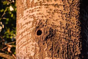 Tree trunk close-up photo