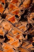 Tree trunk close-up photo