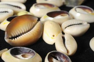 Cowrie shell close-up photo