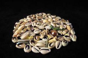 Cowrie shell close-up photo