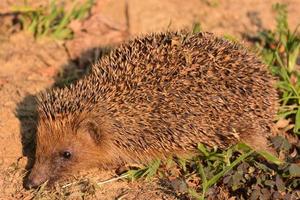 Cute hedgehog on the ground photo