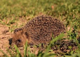 Cute hedgehog on the ground photo