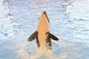 ballena en un tanque foto