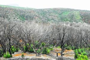 Landscape in summer photo