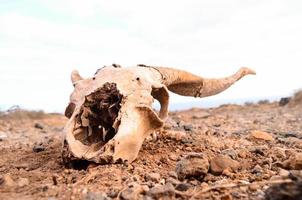 cráneo de carnero en el suelo foto