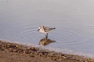 pajarito junto al agua foto