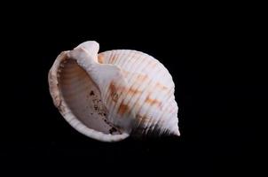 Seashell close-up on black background photo