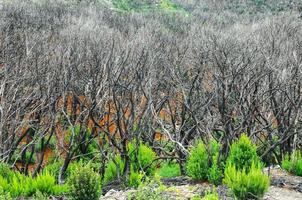 View of trees photo