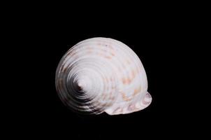 Sea shell on black background photo