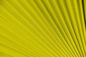 Palm leaf closeup photo