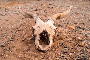 Ram head close-up photo