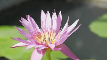 närbild, svärm av bin är sugande de nektar från lila vatten lilja blomma, insekt vilda djur och växter djur, pollinerande blomma flora i naturlig ekologi miljö, skön levande färger i sommar säsong. video