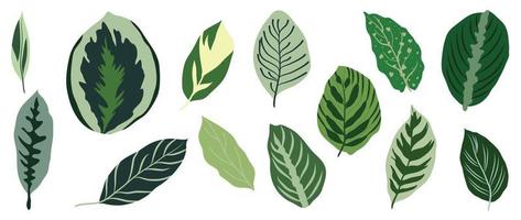 juego de vectores de hojas tropicales pintadas a mano. follaje exótico botánico de diferente tipo, planta de la selva, hojas florales verdes aisladas en fondo blanco. diseño para cosmética, producto, spa, decoración.