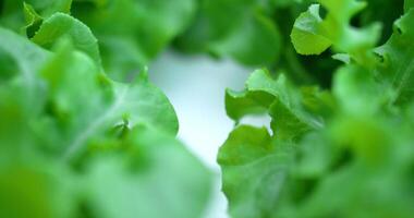 beeldmateriaal dichtbij omhoog van vers groen eik sla salade, biologisch hydrocultuur groente in kinderkamer boerderij. bedrijf en biologisch hydrocultuur groente concept. video