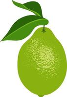 Green lemon with leaves isolated vector