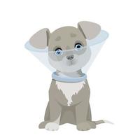 Gray puppy in a protective veterinary collar vector