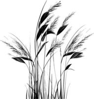 Image of a silhouette  reed  or bulrush on a white background.Monochrome image of a plant on the shore near a pond.Isolated vector drawing.