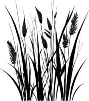 Image of a silhouette  reed  or bulrush on a white background.Monochrome image of a plant on the shore near a pond.Isolated vector drawing.