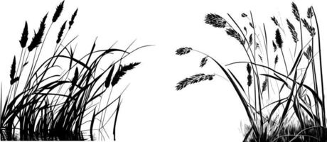 Image of a silhouette  reed  or bulrush on a white background.Monochrome image. vector