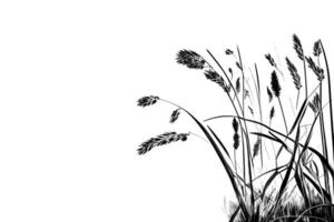 Image of a silhouette  reed  or bulrush on a white background.Monochrome image. vector