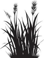 Image of a silhouette  reed  or bulrush on a white background.Monochrome image of a plant on the shore near a pond.Isolated vector drawing.