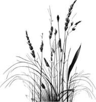 Image of a silhouette  reed  or bulrush on a white background.Monochrome image of a plant on the shore near a pond.Isolated vector drawing.