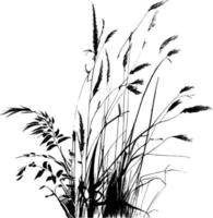 Image of a silhouette  reed  or bulrush on a white background.Monochrome image of a plant on the shore near a pond.Isolated vector drawing.