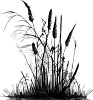 Image of a silhouette  reed  or bulrush on a white background.Monochrome image of a plant on the shore near a pond.Isolated vector drawing.