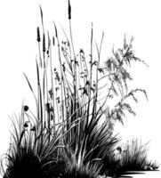 Image of a silhouette  reed  or bulrush on a white background.Monochrome image of a plant on the shore near a pond.Isolated vector drawing.