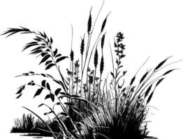 Image of a silhouette  reed  or bulrush on a white background.Monochrome image of a plant on the shore near a pond.Isolated vector drawing.