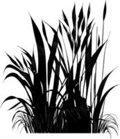 Image of a silhouette  reed  or bulrush on a white background.Monochrome image of a plant on the shore near a pond.Isolated vector drawing.