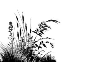 Image of a silhouette  reed  or bulrush on a white background.Monochrome image. vector