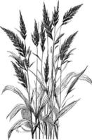 Image of a silhouette  reed  or bulrush on a white background.Monochrome image of a plant on the shore near a pond.Isolated vector drawing.