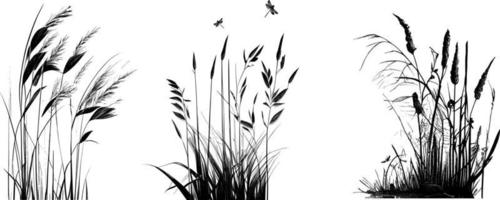 Image of a silhouette  reed  or bulrush on a white background.Monochrome image. vector