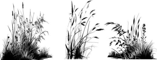 Image of a silhouette  reed  or bulrush on a white background.Monochrome image. vector