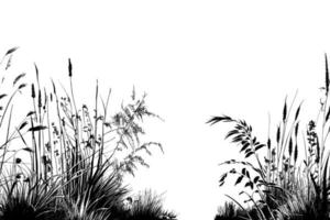 Image of a silhouette  reed  or bulrush on a white background.Monochrome image. vector