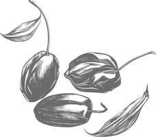 Ink drawn dates with leaves. Ripe fruits hang from the branches. vector