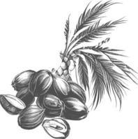 Ink drawn dates with leaves. Ripe fruits hang from the branches. vector