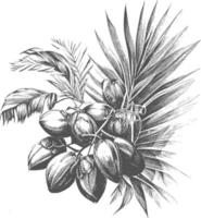 Ink drawn dates with leaves. Ripe fruits hang from the branches. vector