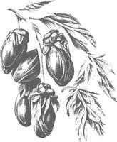 Ink drawn dates with leaves. Ripe fruits hang from the branches. vector