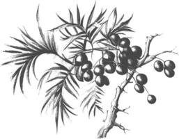 Ink drawn dates with leaves. Ripe fruits hang from the branches. vector