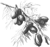 Ink drawn dates with leaves. Ripe fruits hang from the branches. vector