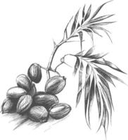 Ink drawn dates with leaves. Ripe fruits hang from the branches. vector