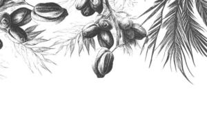 fechas dibujadas con tinta con hojas. frutos maduros cuelgan de las ramas. vector