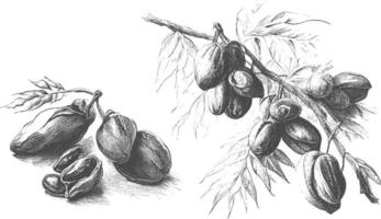 Ink drawn dates with leaves. Ripe fruits hang from the branches. vector