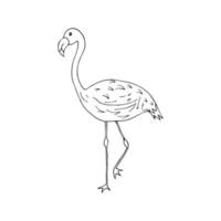 Flamingo bird in doodle style black and white illustration vector