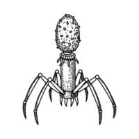 Hand drawn bacteriophage isolated on white background. Realistic detailed scientifical vector illustration in sketch stile