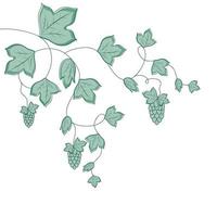 Curly liana on a white background. Vector illustration of ivy or hops